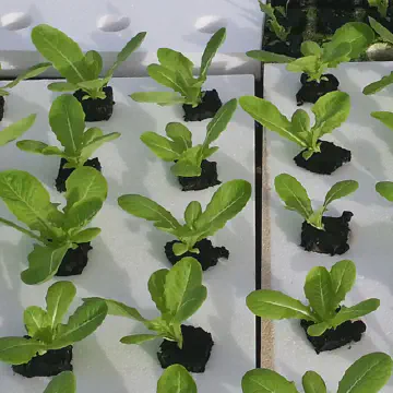 Styrofoam used to make custom grow trays for gardening