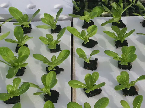 Styrofoam Used to Make Custom Grow Trays for Gardening