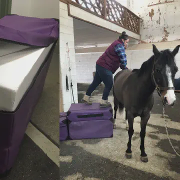 Veterinarians used EPS Foam Blocks to Stand on When Examining Farm Animals